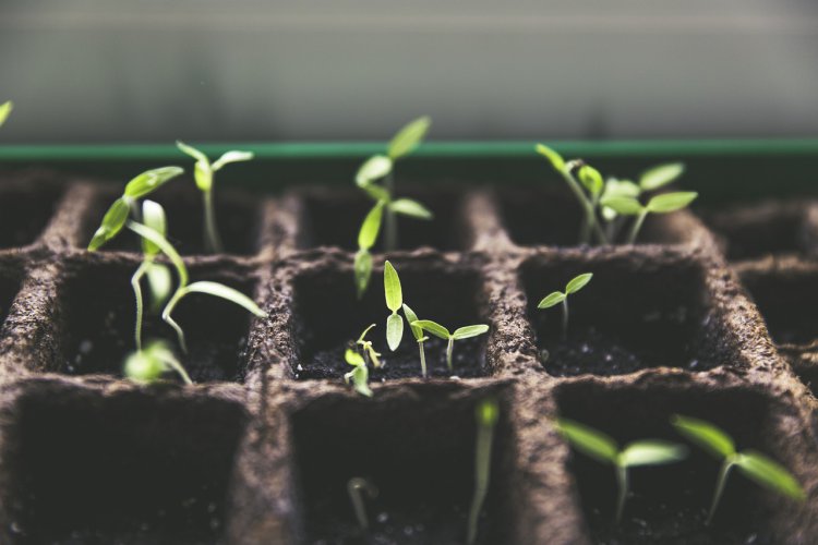 Urban Gardening